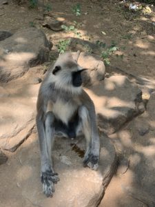IMG_2603-225×300